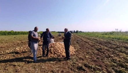 Tovuzda kartof yığımı uğurla davam edir