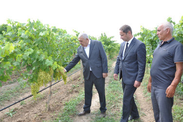 Tovuz Rayon İcra Hakimiyyətinin başçısı üzümçülük təsərrüfatında olub