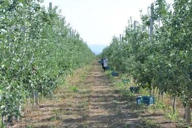 Tovuz Rayon İcra Hakimiyyətinin başçısı meyvəçilik təsərrüfatının inkişaf imkanları ilə tanış olub