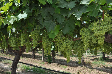 Tovuz Rayon İcra Hakimiyyətinin başçısı üzümçülük təsərrüfatında olub