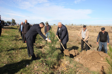 Tovuzda 8 Noyabr–Zəfər Günü ilə əlaqədar ağacəkmə aksiyası keçirilib
