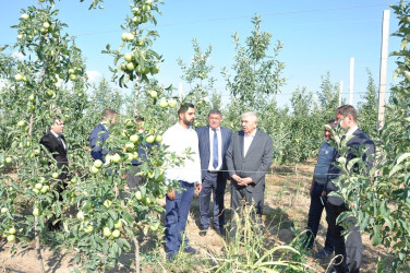 Tovuz Rayon İcra Hakimiyyətinin başçısı meyvəçilik təsərrüfatının inkişaf imkanları ilə tanış olub