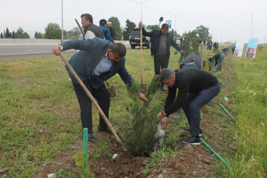 Tovuzda “Konstitusiya və Suverenlik İli”çərçivəsində ağacəkmə aksiyası keçirilib
