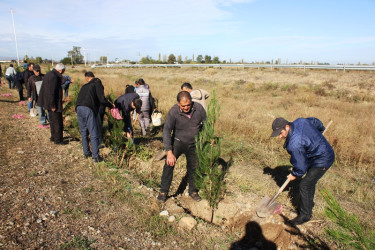 Tovuzda 8 Noyabr–Zəfər Günü ilə əlaqədar ağacəkmə aksiyası keçirilib