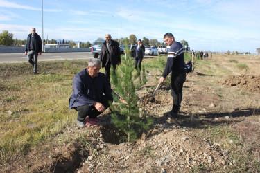 Tovuzda 8 Noyabr–Zəfər Günü ilə əlaqədar ağacəkmə aksiyası keçirilib