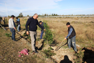 Tovuzda 8 Noyabr–Zəfər Günü ilə əlaqədar ağacəkmə aksiyası keçirilib