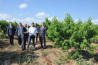 Tovuz Rayon İcra Hakimiyyətinin başçısı meyvəçilik təsərrüfatının inkişaf imkanları ilə tanış olub