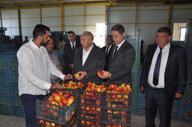 Tovuz Rayon İcra Hakimiyyətinin başçısı meyvəçilik təsərrüfatının inkişaf imkanları ilə tanış olub