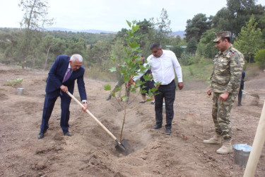 Tovuzda “27 Sentyabr – Anım Günü”nə həsr olunmuş ağacəkmə aksiyası keçirilib