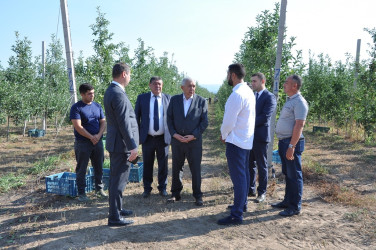 Tovuz Rayon İcra Hakimiyyətinin başçısı meyvəçilik təsərrüfatının inkişaf imkanları ilə tanış olub