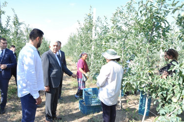 Tovuz Rayon İcra Hakimiyyətinin başçısı meyvəçilik təsərrüfatının inkişaf imkanları ilə tanış olub