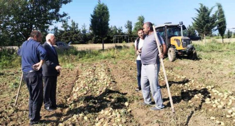 Tovuzda kartof yığımı uğurla davam edir