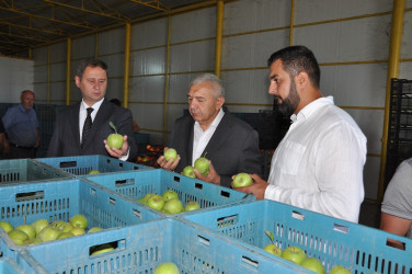 Tovuz Rayon İcra Hakimiyyətinin başçısı meyvəçilik təsərrüfatının inkişaf imkanları ilə tanış olub