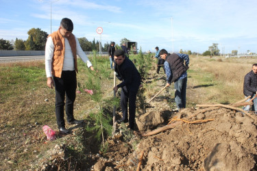 Tovuzda 8 Noyabr–Zəfər Günü ilə əlaqədar ağacəkmə aksiyası keçirilib