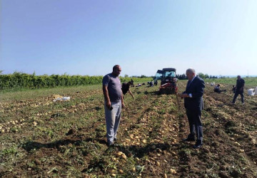 Tovuzda kartof yığımı uğurla davam edir