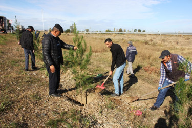 Tovuzda 8 Noyabr–Zəfər Günü ilə əlaqədar ağacəkmə aksiyası keçirilib