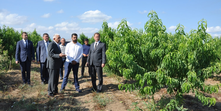 Tovuz Rayon İcra Hakimiyyətinin başçısı meyvəçilik təsərrüfatının inkişaf imkanları ilə tanış olub