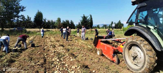 Tovuzda kartof yığımı uğurla davam edir