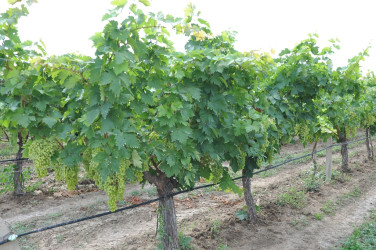 Tovuz Rayon İcra Hakimiyyətinin başçısı üzümçülük təsərrüfatında olub