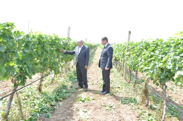 Tovuz Rayon İcra Hakimiyyətinin başçısı üzümçülük təsərrüfatında olub