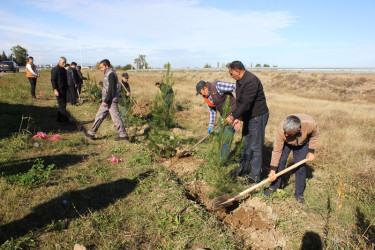 Tovuzda 8 Noyabr–Zəfər Günü ilə əlaqədar ağacəkmə aksiyası keçirilib