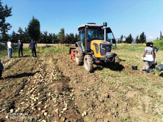 Tovuzda kartof yığımı uğurla davam edir