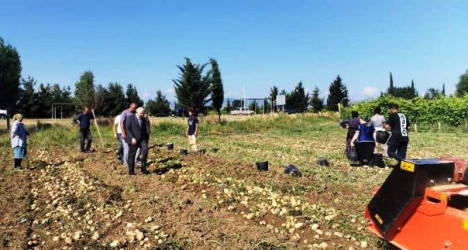 Tovuzda kartof yığımı uğurla davam edir